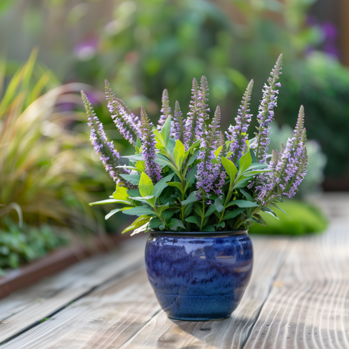 Arbust Hebe - 6 buc - Hebe pinguifolia - Înălţime 15-20cm - ⌀11cm