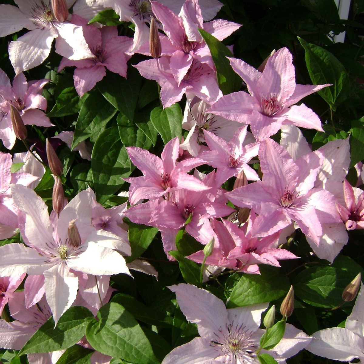 Clematis 'Hagley Hybrid' - Înălțime 100-120cm - ⌀17cm
