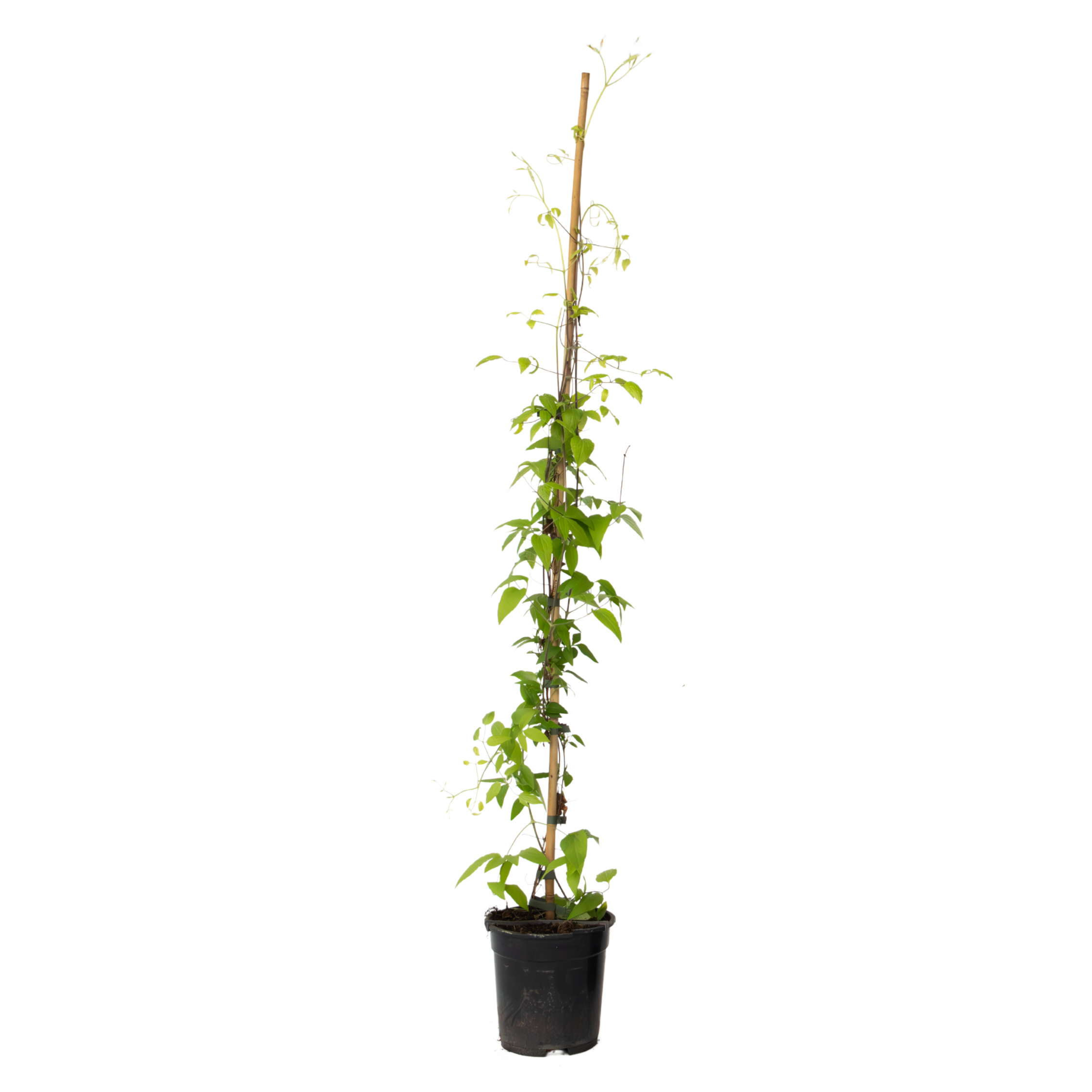 Clematis 'Hagley Hybrid' - Înălțime 100-120cm - ⌀17cm