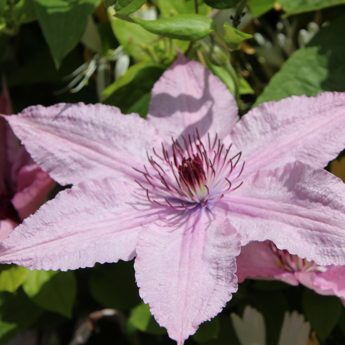 Clematis - 2 buc. - Clematis 'Hagley Hybrid' - Înălțime 100-120cm - ⌀17cm