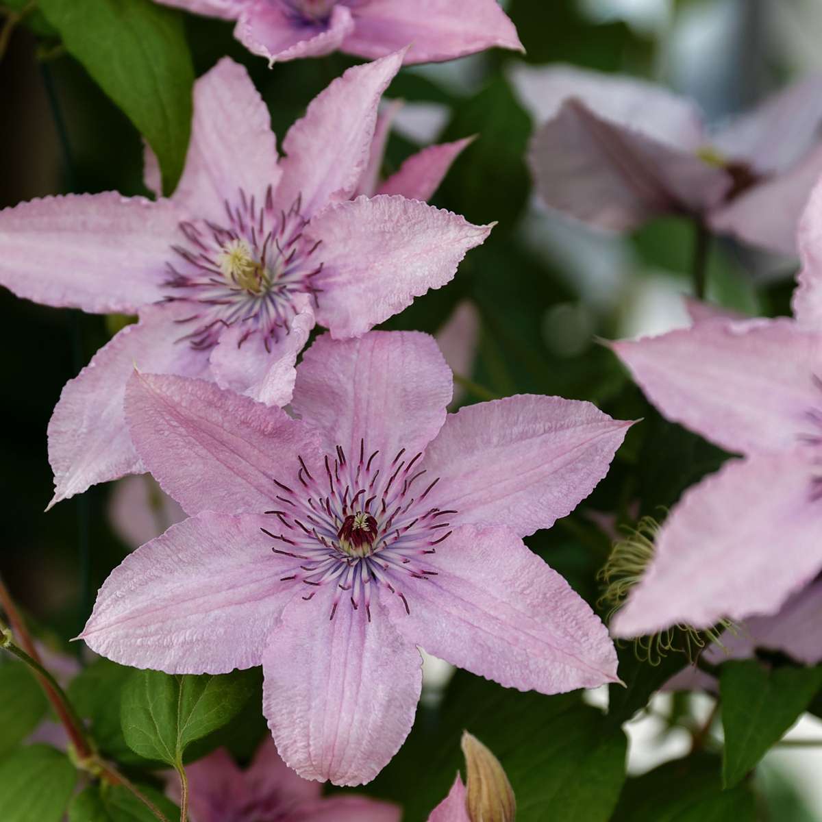 Clematis - 2 buc. - Clematis 'Hagley Hybrid' - Înălțime 100-120cm - ⌀17cm