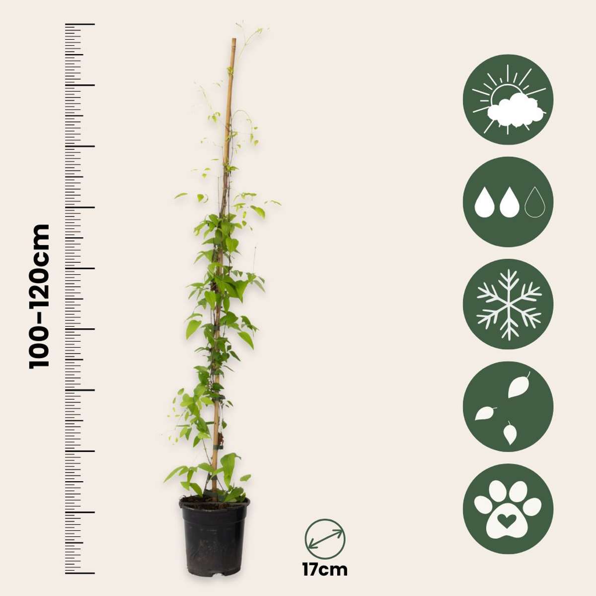 Clematis 'The President' - Înălțime 100-120cm - ⌀17cm