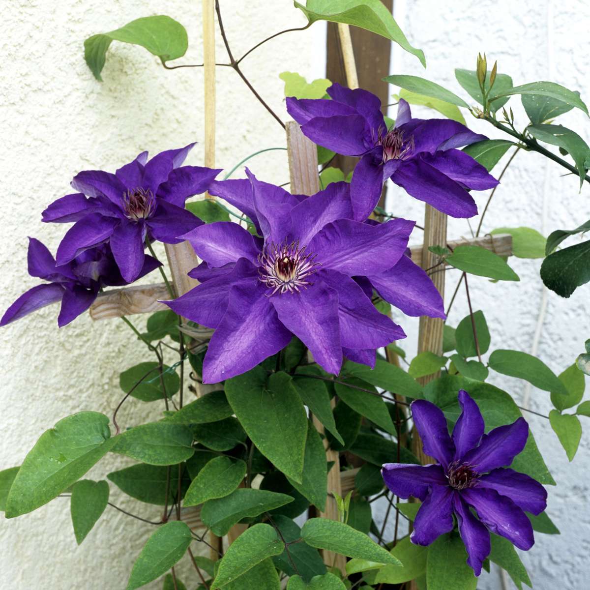 Clematis - 2 buc. - Clematis 'The President' - Înălțime 100-120cm - ⌀17cm