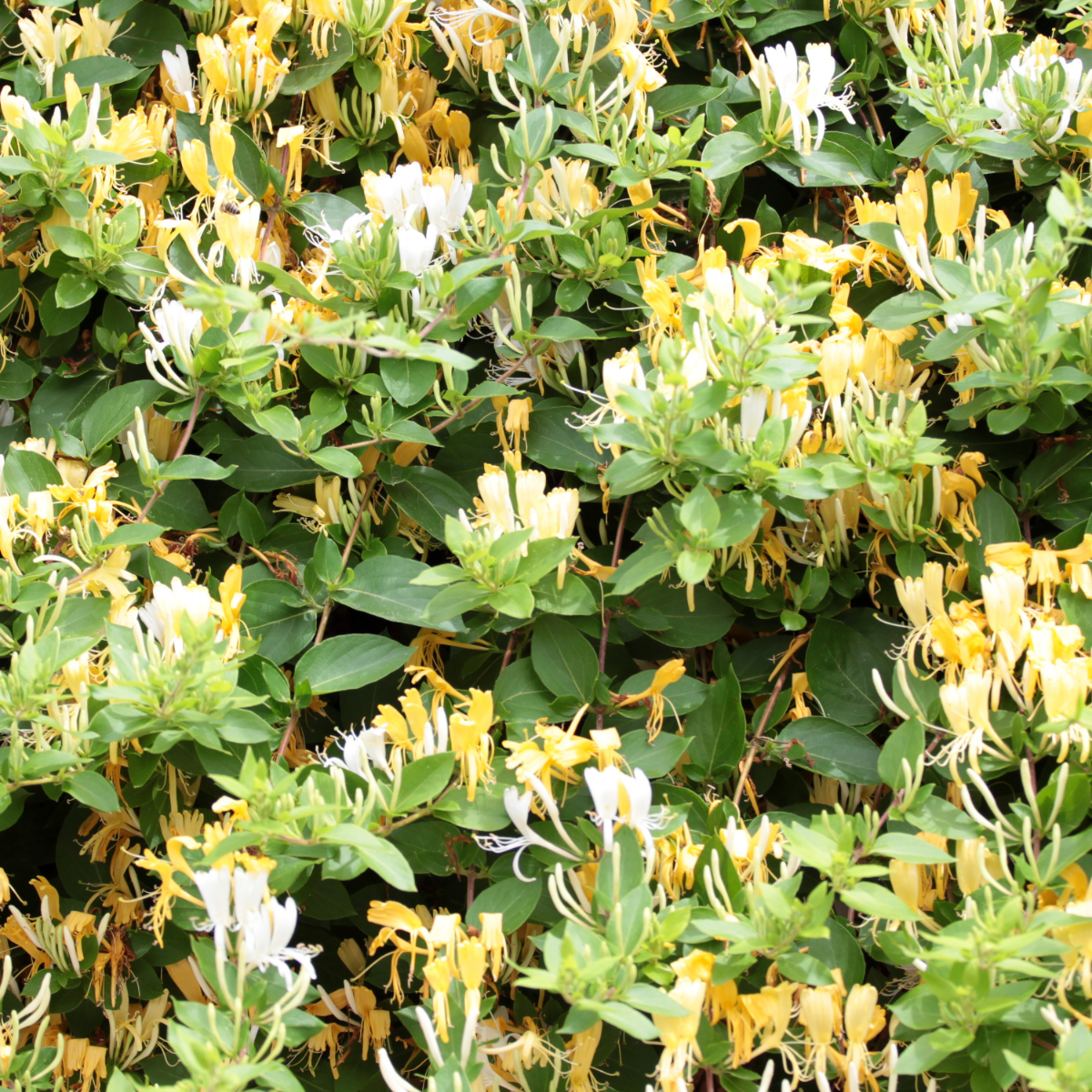 Caprifoi - Lonicera henryi 'Copper Beauty' - Înălţime 110-120cm - ⌀17cm