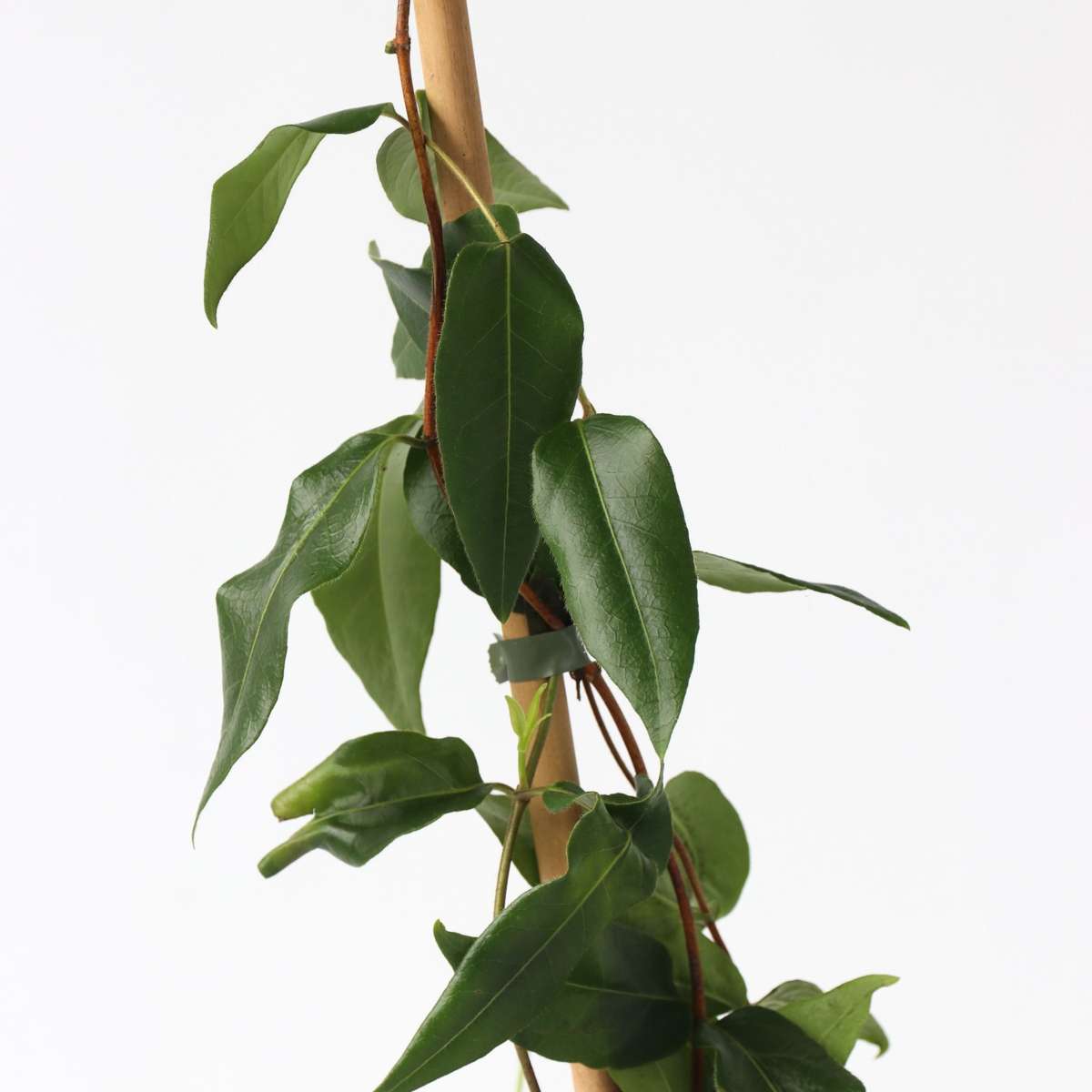 Caprifoi - Lonicera henryi 'Copper Beauty' - Înălţime 110-120cm - ⌀17cm