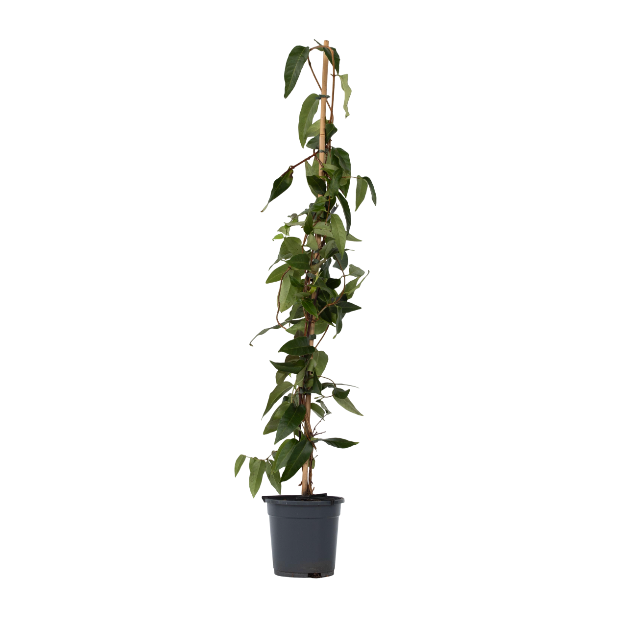 Caprifoi - Lonicera henryi 'Copper Beauty' - Înălţime 110-120cm - ⌀17cm