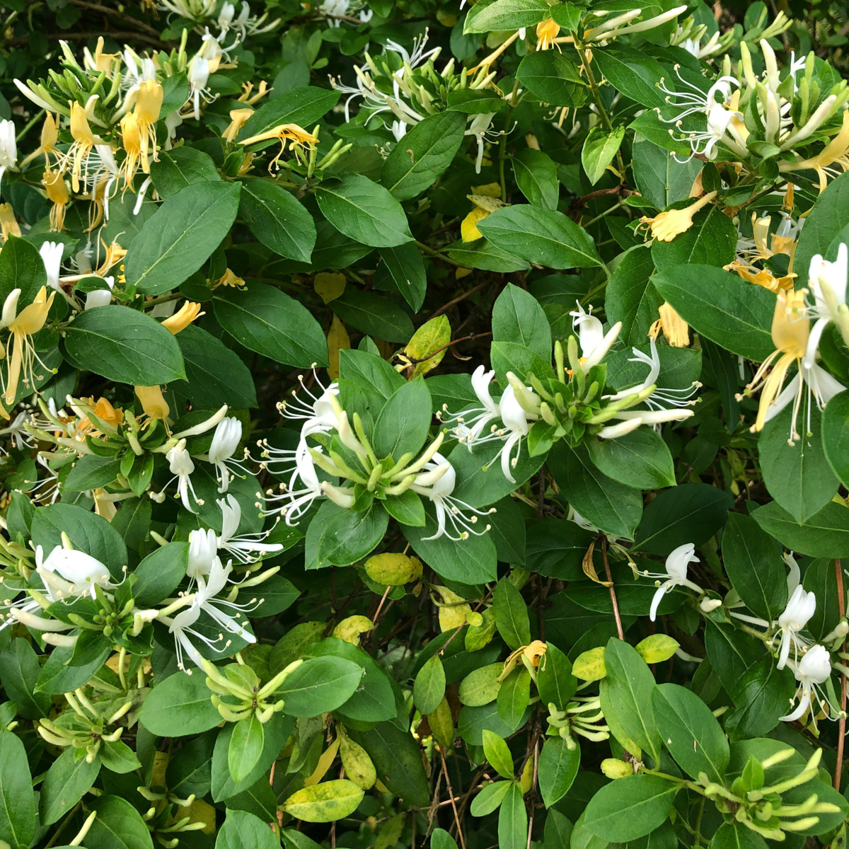 Caprifoi - 2 buc - Lonicera henryi 'Copper Beauty' - Înălţime 110-120cm - ⌀17cm