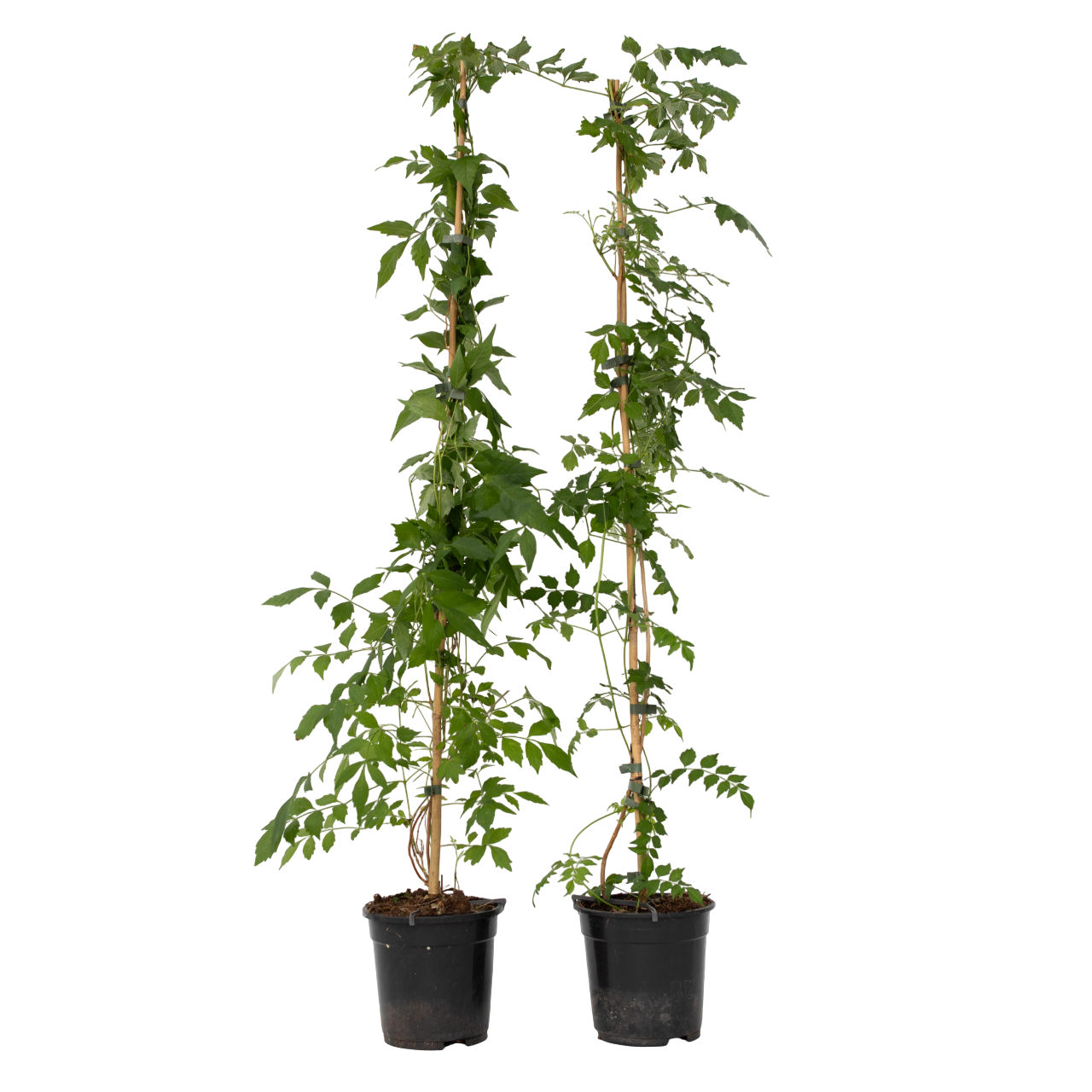 Luleaua turcului - 2 buc - Campis radicans 'Flava' - Înălţime 110-120cm - ⌀17cm
