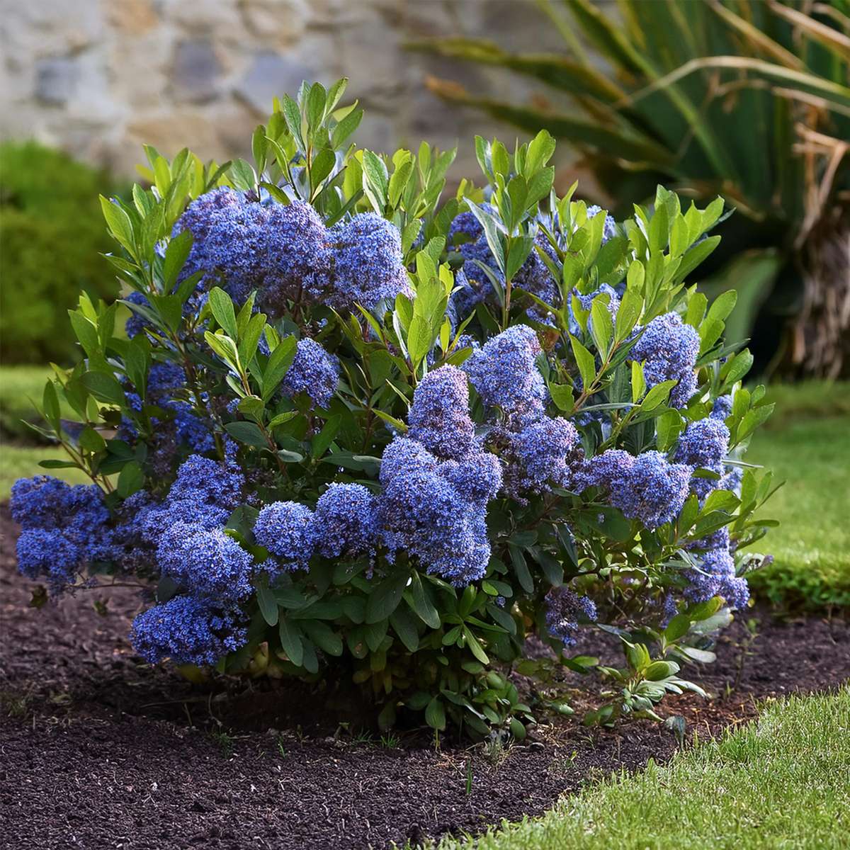 liliac californian - Ceanothus thyrsiflorus Repens - Înălţime 60-70cm - ⌀17cm