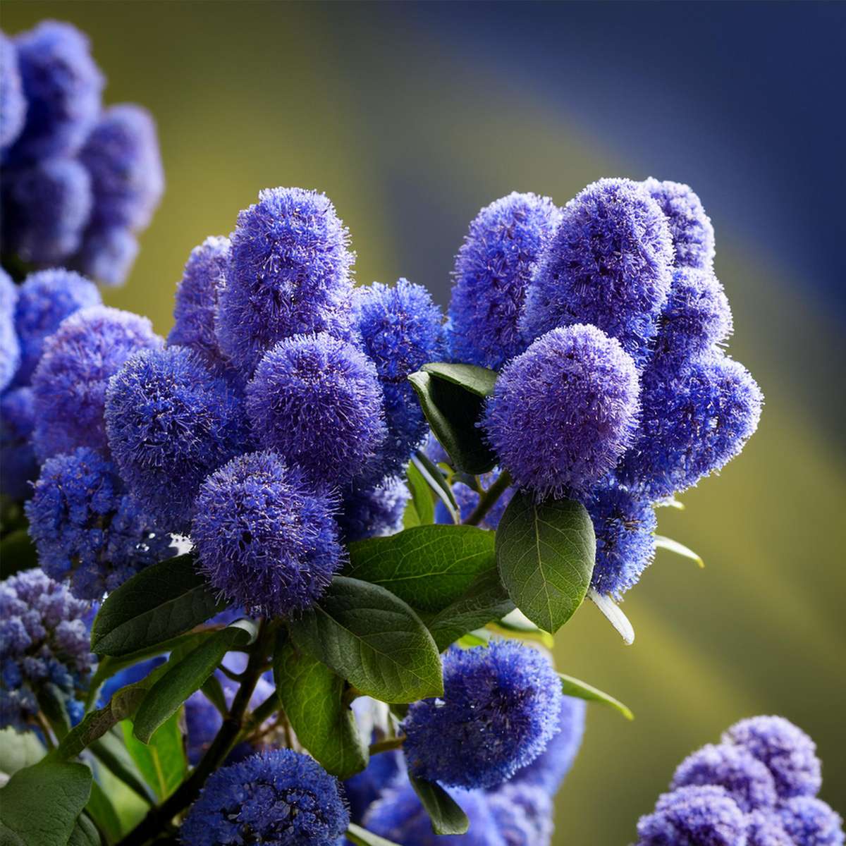 liliac californian - Ceanothus thyrsiflorus Repens - Înălţime 60-70cm - ⌀17cm