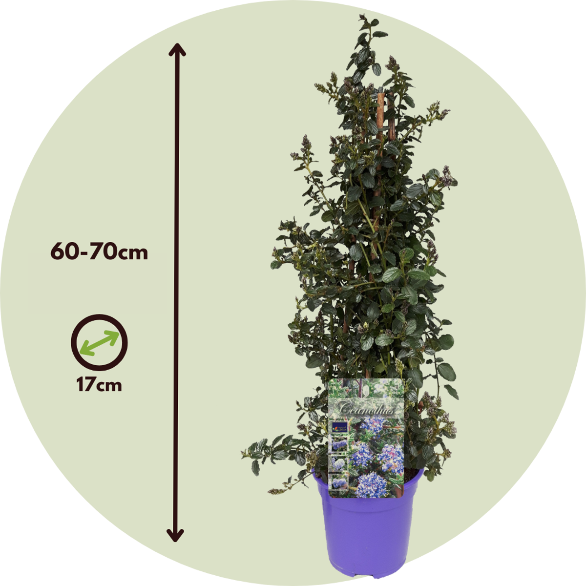 liliac californian - Ceanothus thyrsiflorus Repens - Înălţime 60-70cm - ⌀17cm