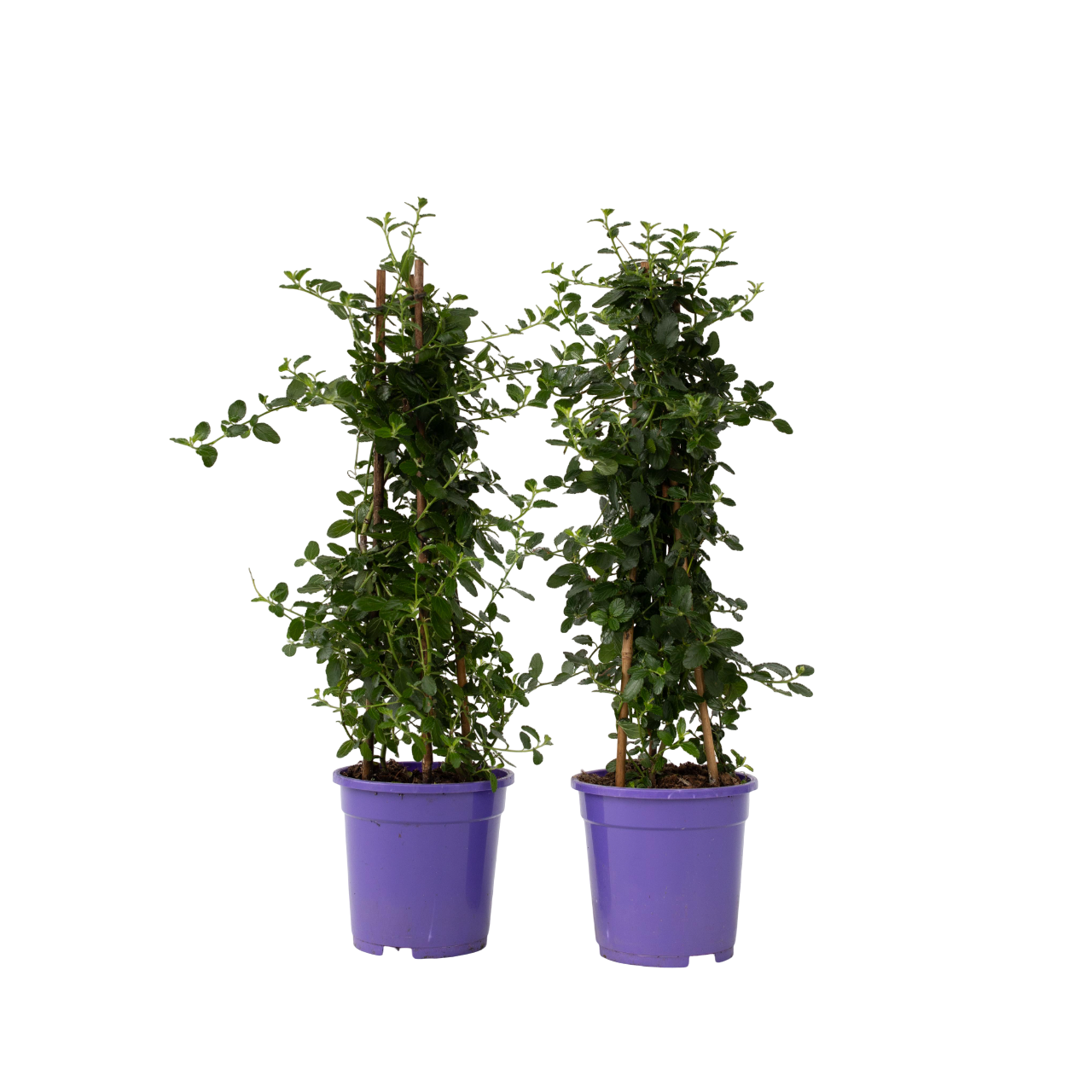 liliac californian - 2 buc - Ceanothus thyrsiflorus Repens - În. 60-70cm - ⌀17cm