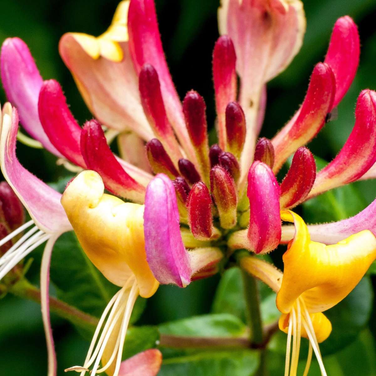 Caprifoi - Lonicera x Heckrotti 'American Beauty' - Înălţime 110-120cm - ⌀17cm