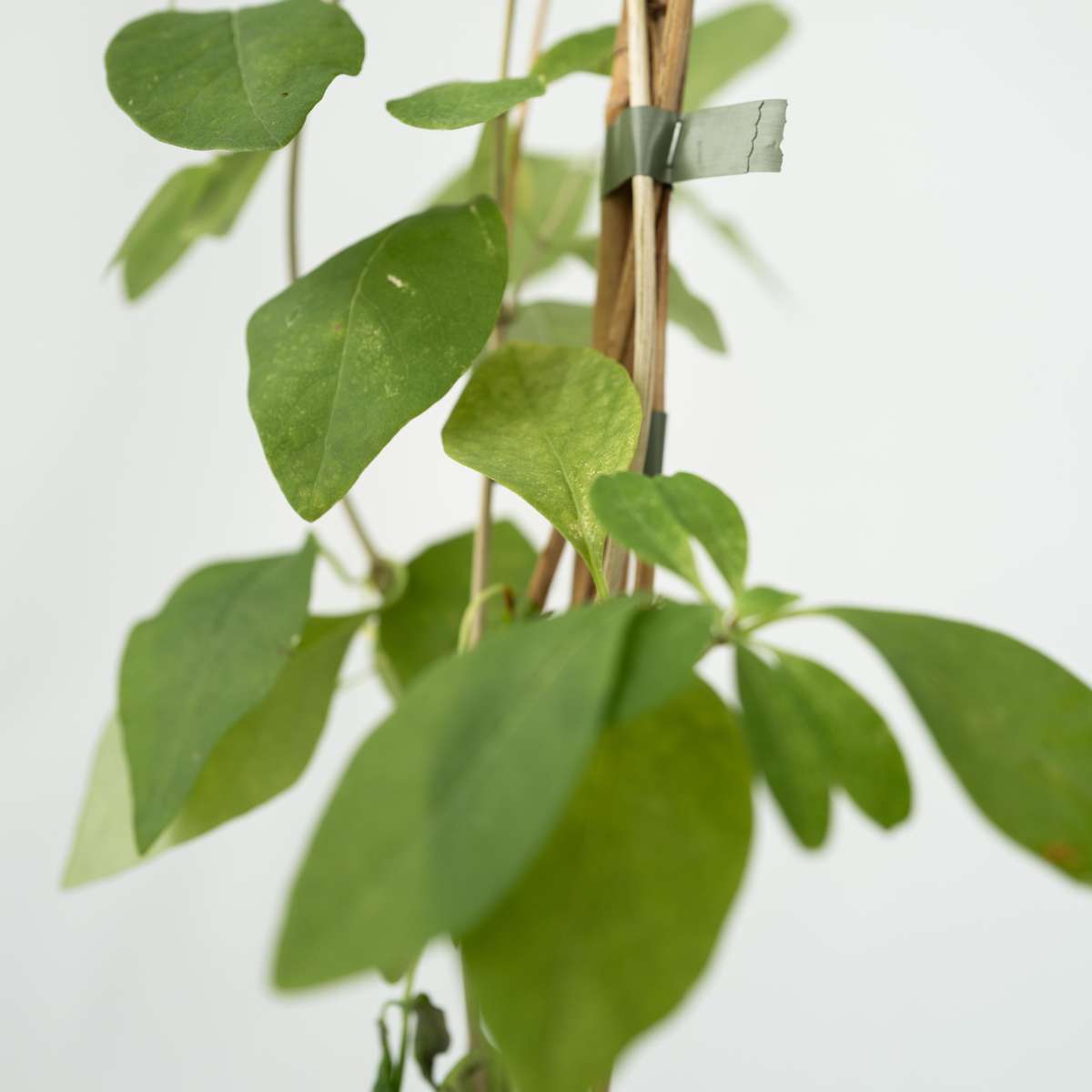 Caprifoi - Lonicera x Heckrotti 'American Beauty' - Înălţime 110-120cm - ⌀17cm