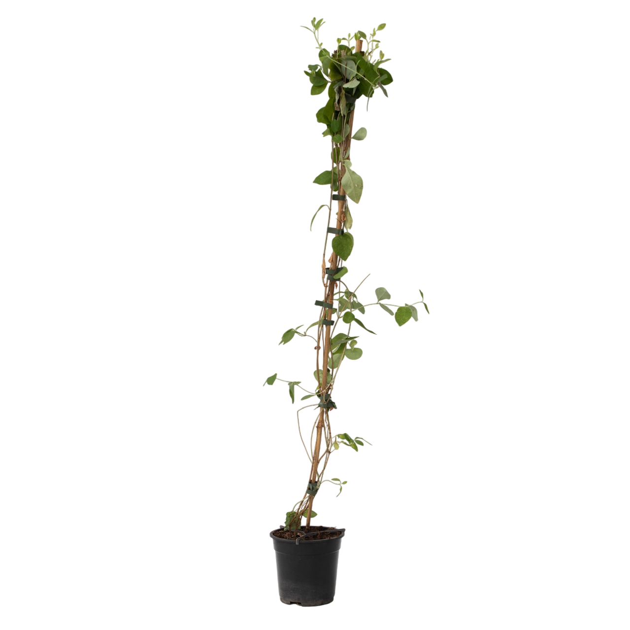 Caprifoi - Lonicera x Heckrotti 'American Beauty' - Înălţime 110-120cm - ⌀17cm