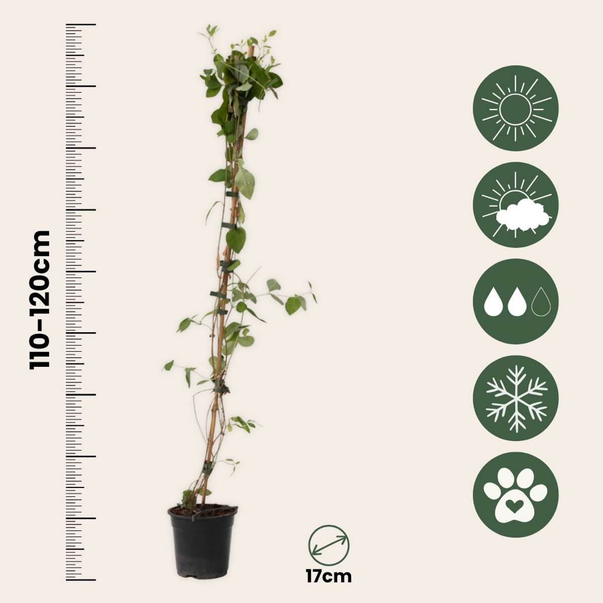 Caprifoi - Lonicera x Heckrotti 'American Beauty' - Înălţime 110-120cm - ⌀17cm
