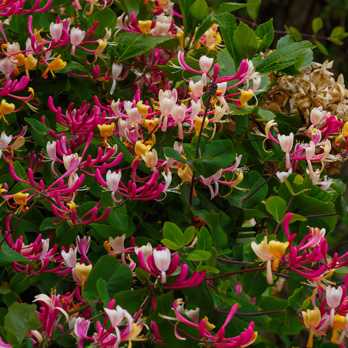 Caprifoi - 2 buc - Lonicera heckrotti 'Beauty' - Înălţime 110-120cm - ⌀17cm