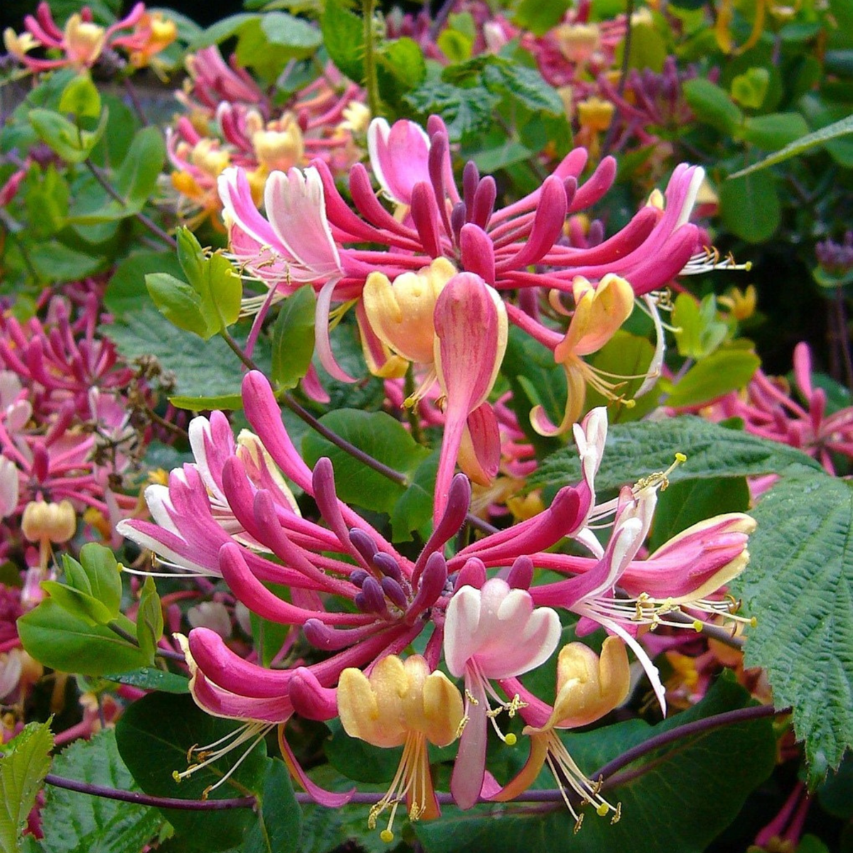 Caprifoi - 2 buc - Lonicera heckrotti 'Beauty' - Înălţime 110-120cm - ⌀17cm