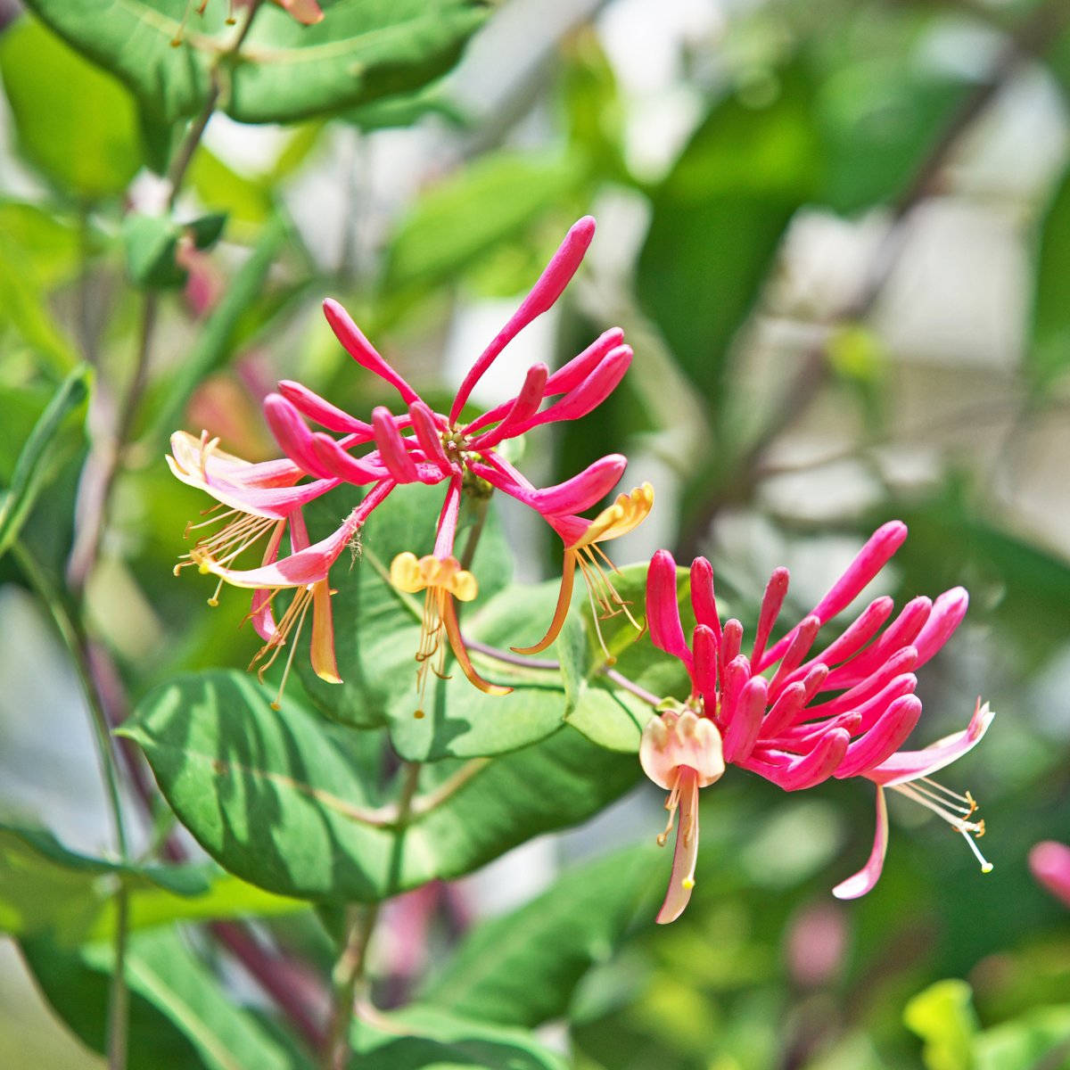 Caprifoi - 2 buc - Lonicera heckrotti 'Beauty' - Înălţime 110-120cm - ⌀17cm