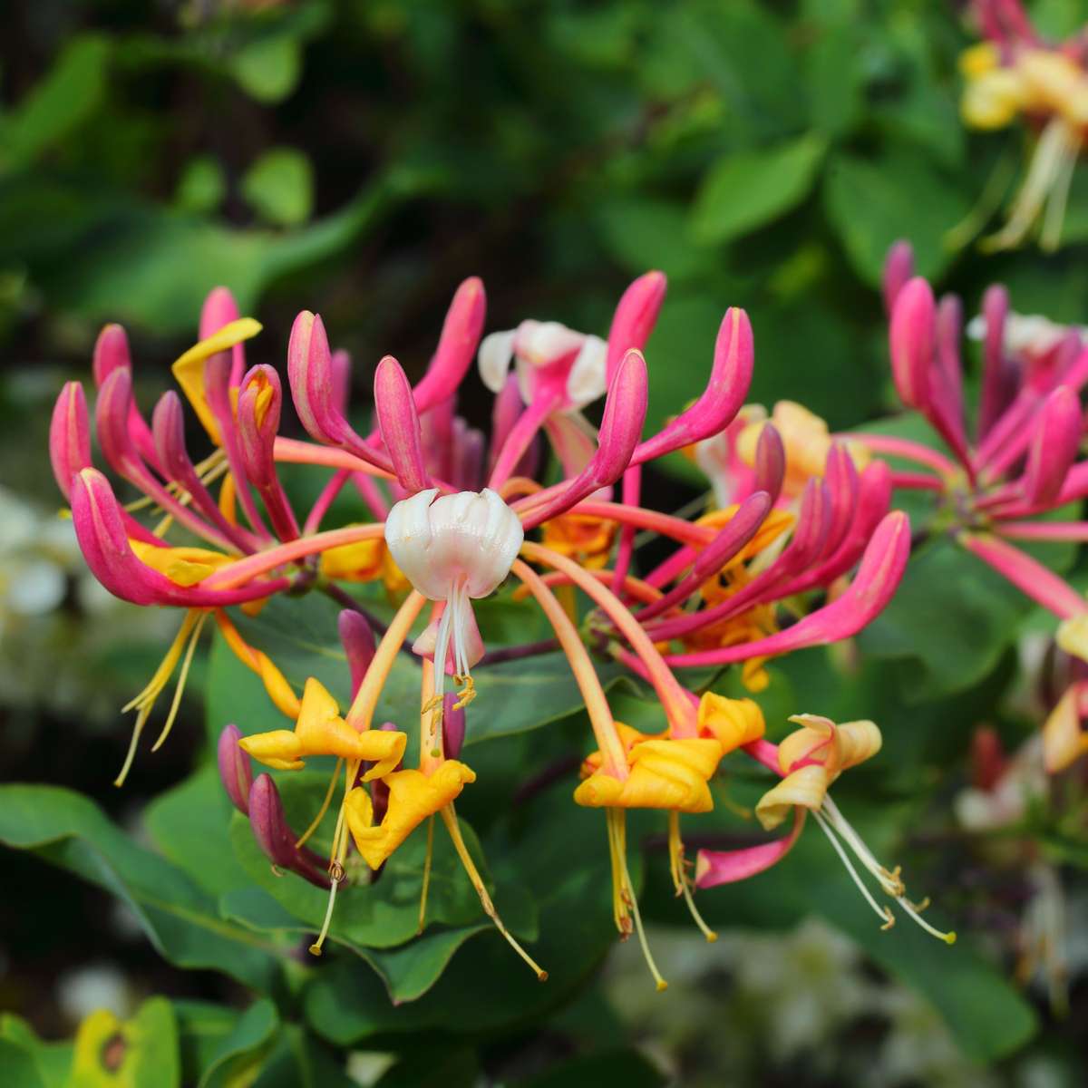 Caprifoi - 2 buc - Lonicera heckrotti 'Beauty' - Înălţime 110-120cm - ⌀17cm