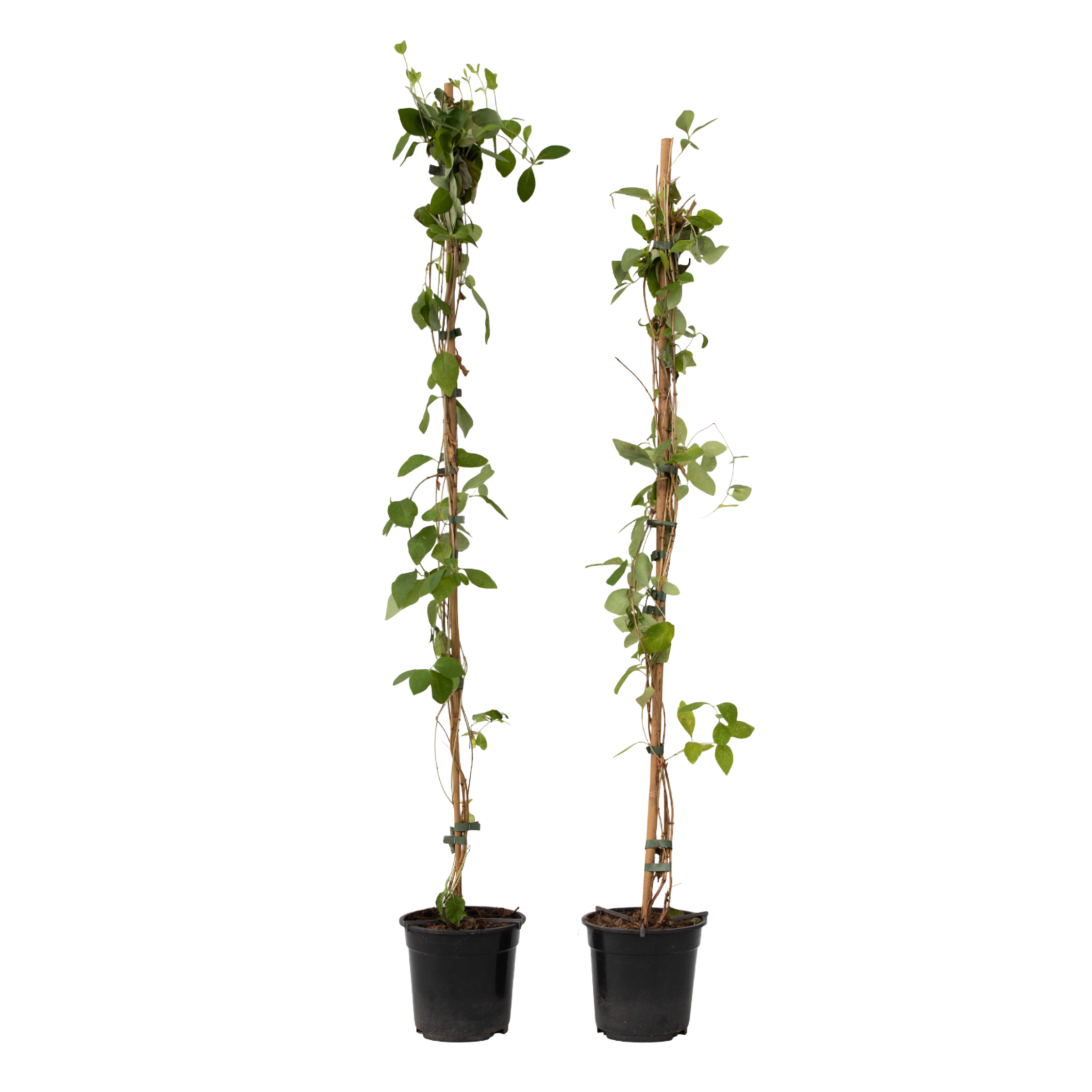 Caprifoi - 2 buc - Lonicera heckrotti 'Beauty' - Înălţime 110-120cm - ⌀17cm