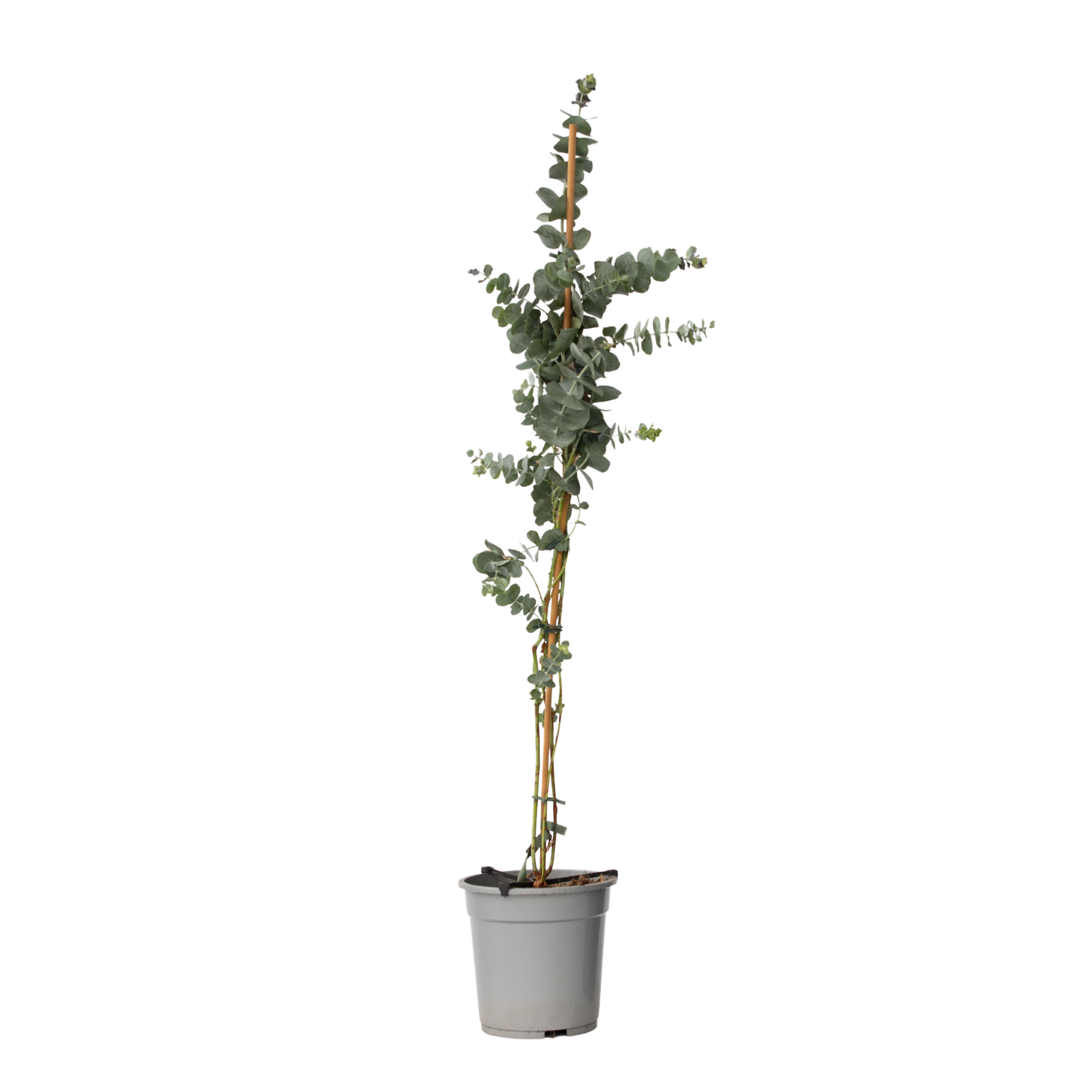 Eucalipt - Eucalyptus cinerea 'Silver Dollar' - Înălţime 90-110cm - ⌀19cm