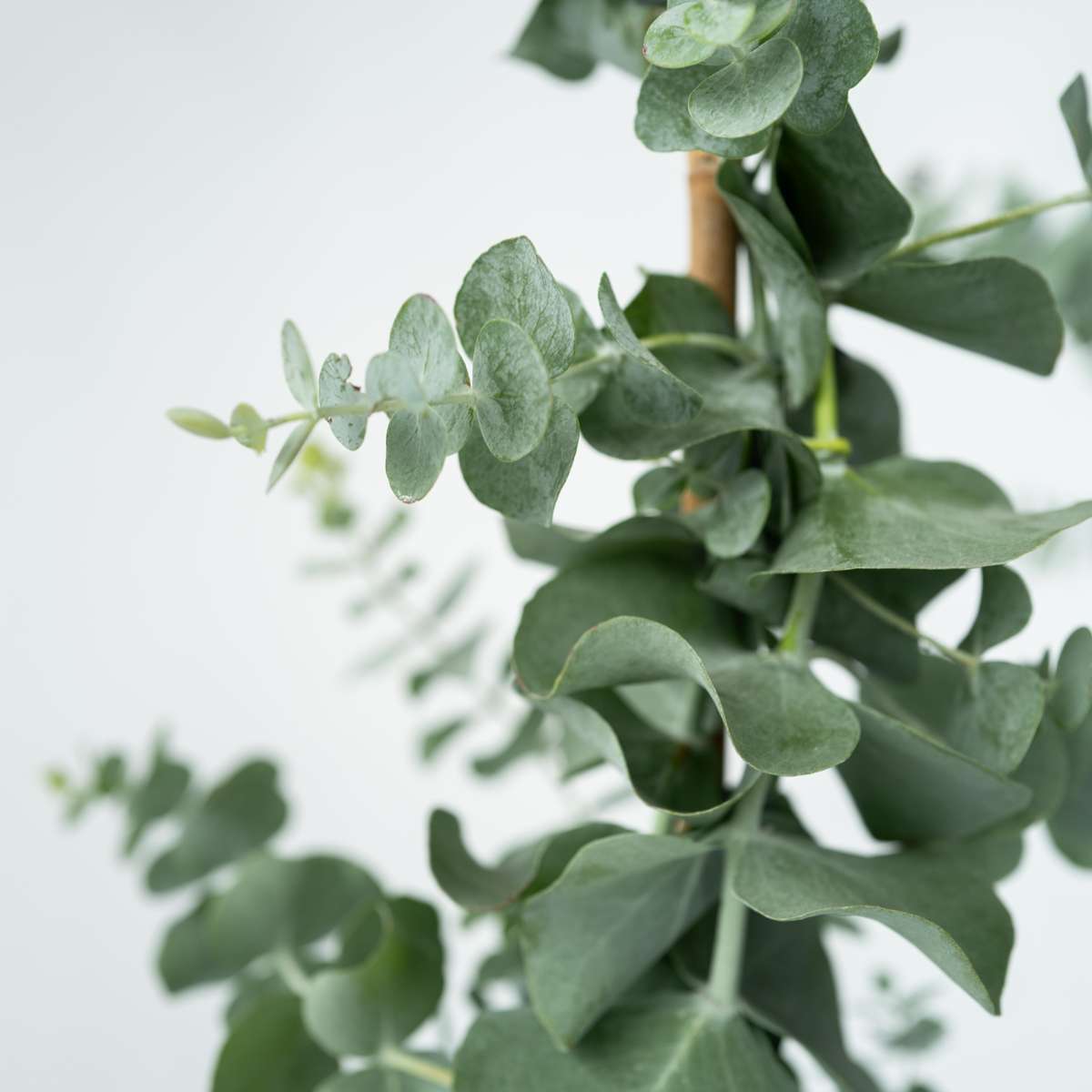Eucalipt - 2 buc - Eucalyptus cinerea 'Silver Dollar' - În. 90-110cm - ⌀19cm