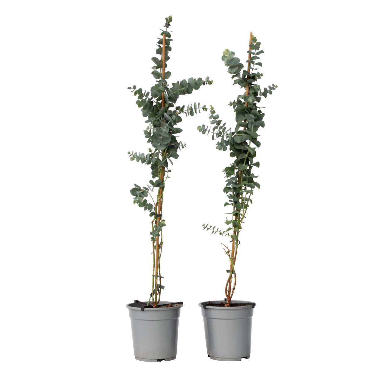 Eucalipt - 2 buc - Eucalyptus cinerea 'Silver Dollar' - În. 90-110cm - ⌀19cm