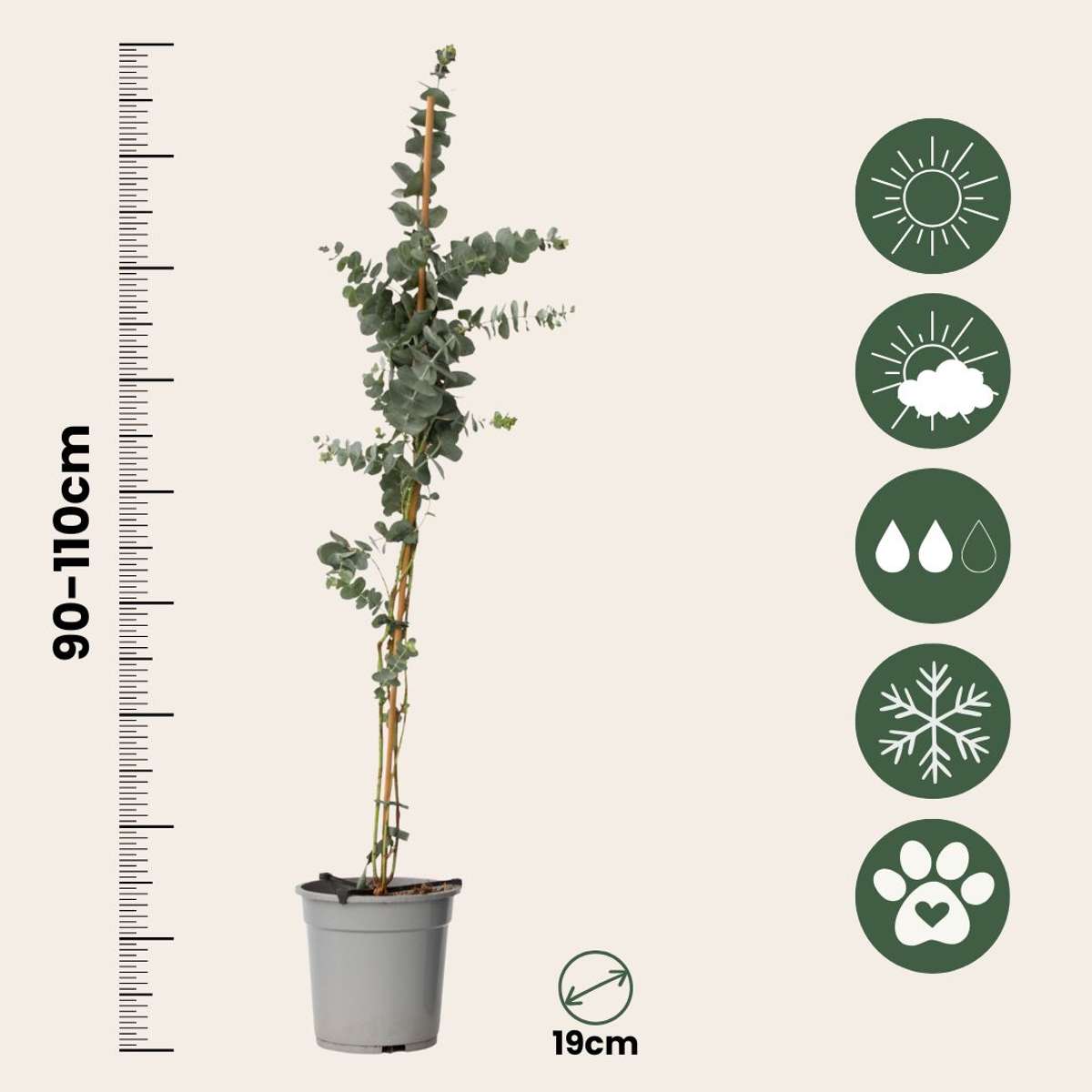 Eucalipt - 2 buc - Eucalyptus cinerea 'Silver Dollar' - În. 90-110cm - ⌀19cm