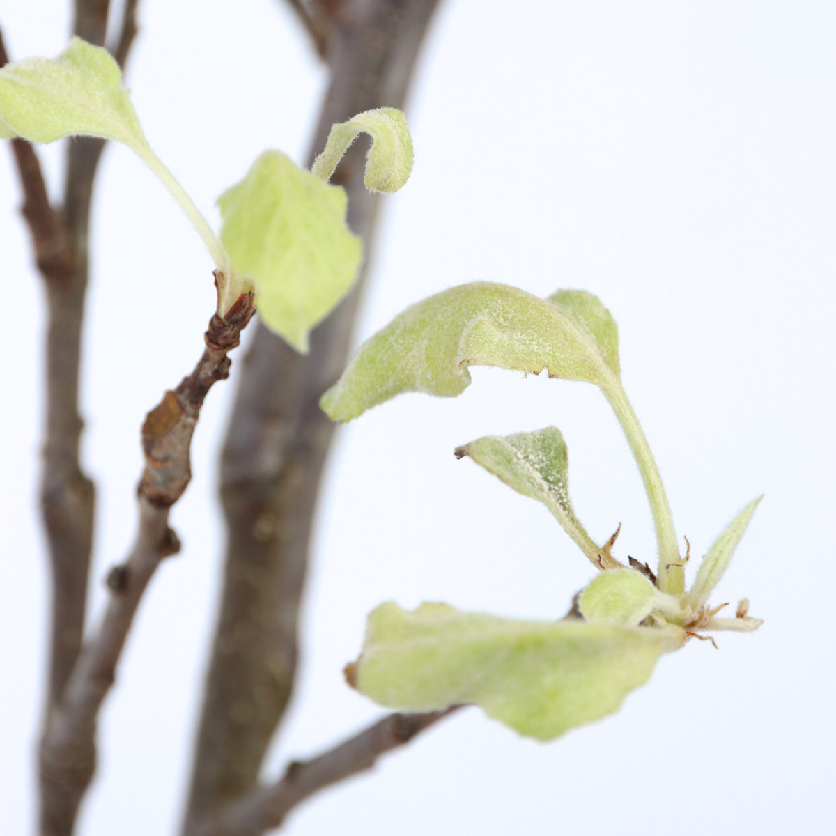 Măr - Malus domestica 'Elstar' - Înălţime 90-100cm - ⌀21cm