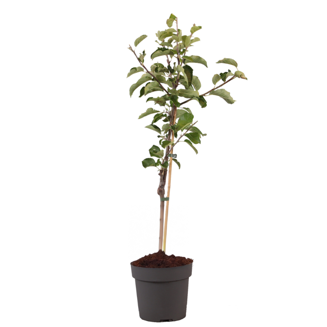 Măr - Malus domestica 'Elstar' - Înălţime 90-100cm - ⌀21cm