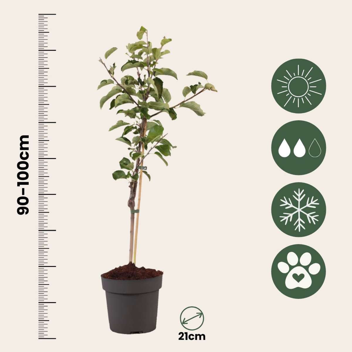Măr - Malus domestica 'Elstar' - Înălţime 90-100cm - ⌀21cm