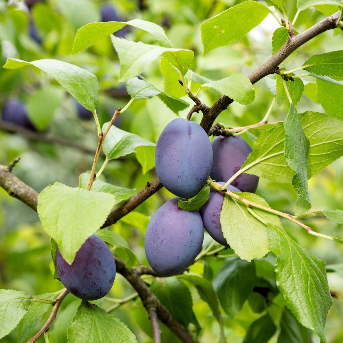 Prun - Prunus domestica 'Opal' - Înălţime 90-100cm - ⌀21cm