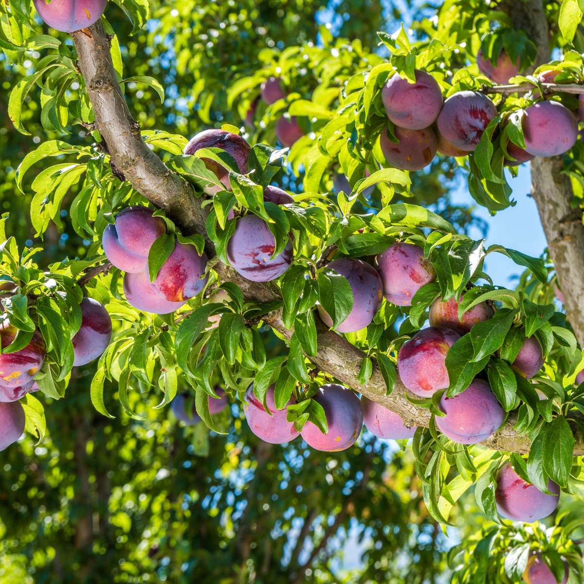 Prun - Prunus domestica 'Opal' - Înălţime 90-100cm - ⌀21cm