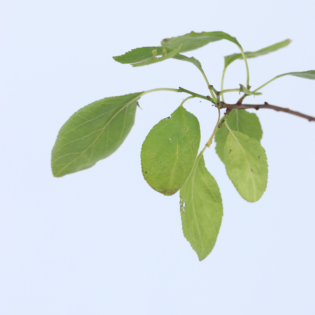 Prun - Prunus domestica 'Opal' - Înălţime 90-100cm - ⌀21cm