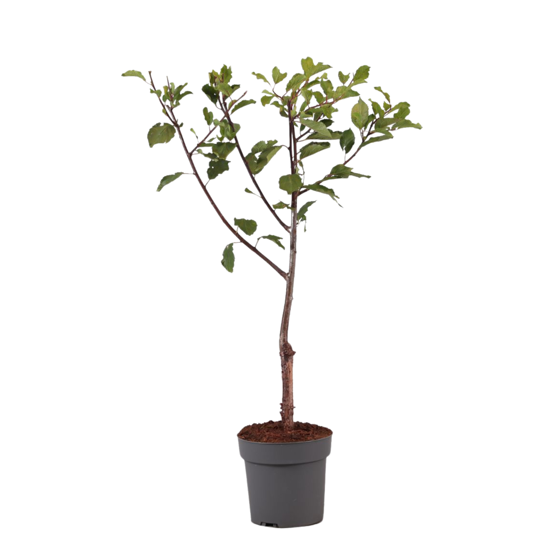 Prun - Prunus domestica 'Opal' - Înălţime 90-100cm - ⌀21cm