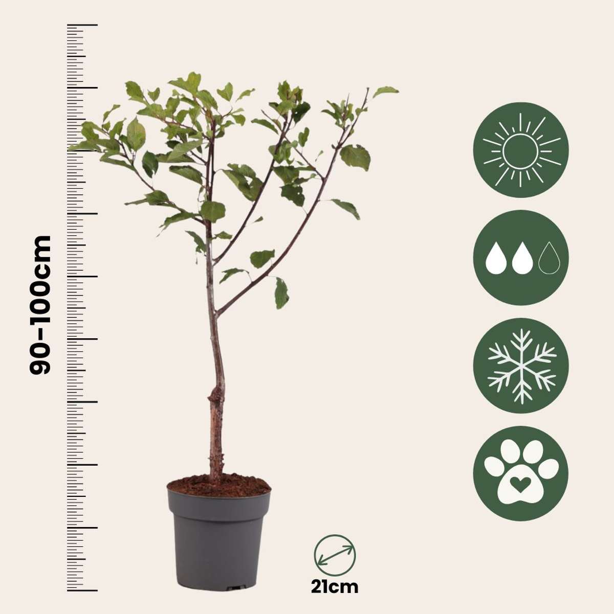 Prun - Prunus domestica 'Opal' - Înălţime 90-100cm - ⌀21cm