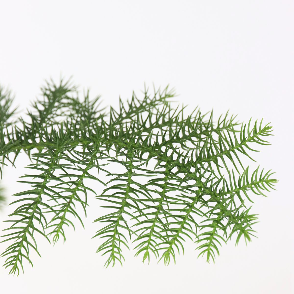 Pin de Norfolk - Araucaria heterophylla - Înălţime 45-55cm - ⌀14cm
