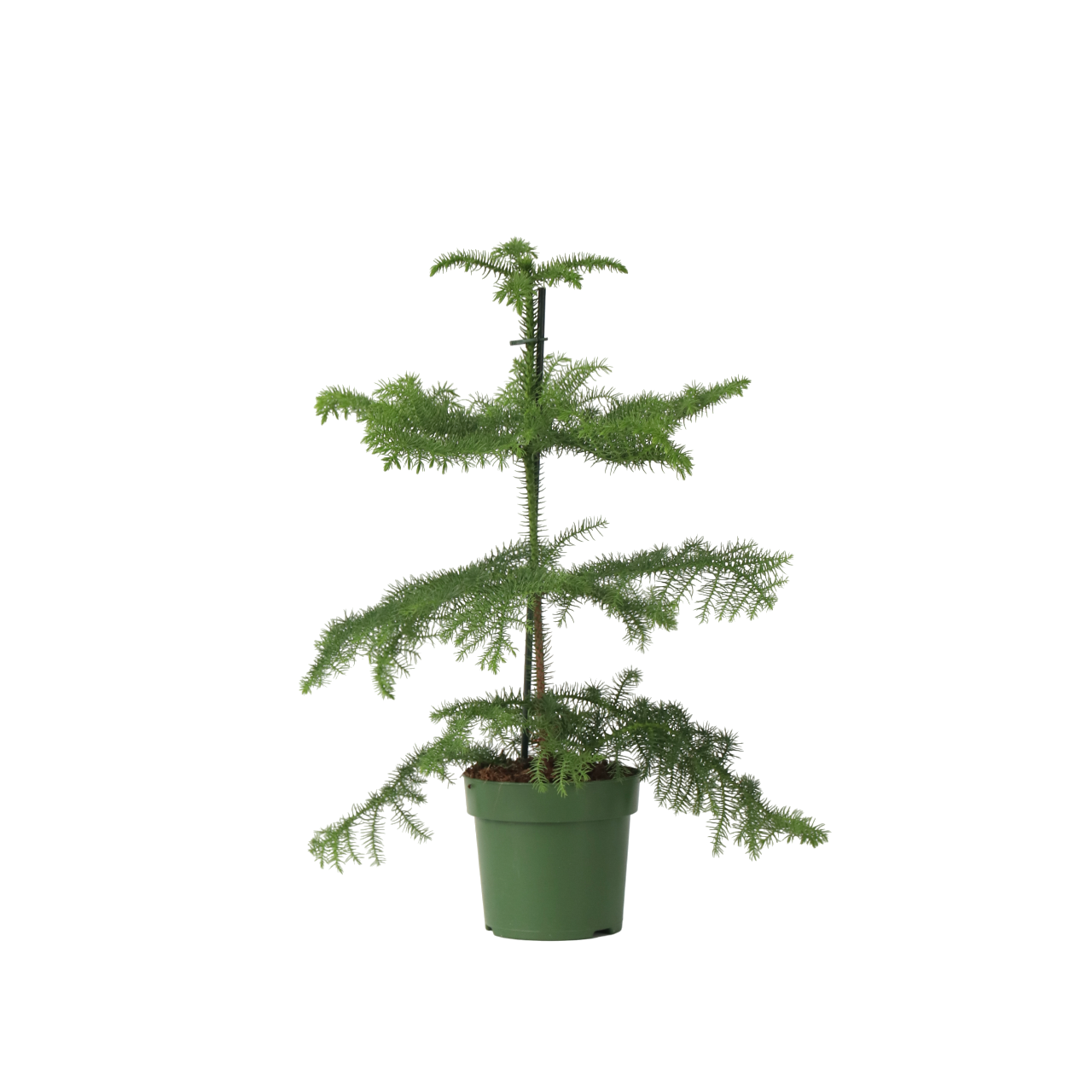 Pin de Norfolk - Araucaria heterophylla - Înălţime 45-55cm - ⌀14cm