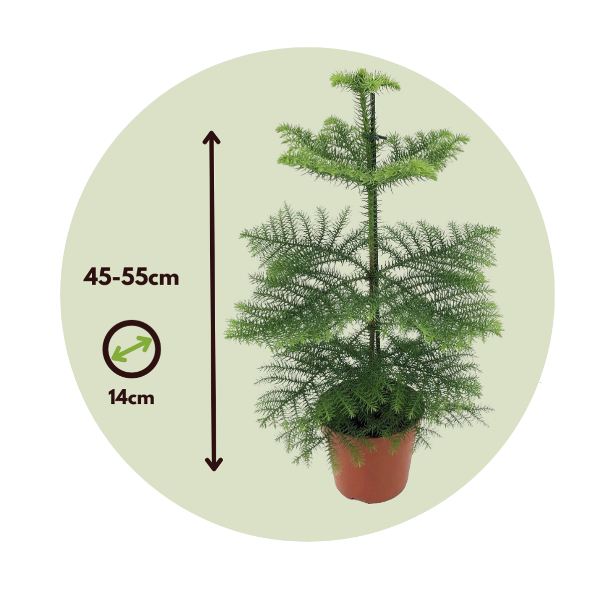 Pin de Norfolk - Araucaria heterophylla - Înălţime 45-55cm - ⌀14cm