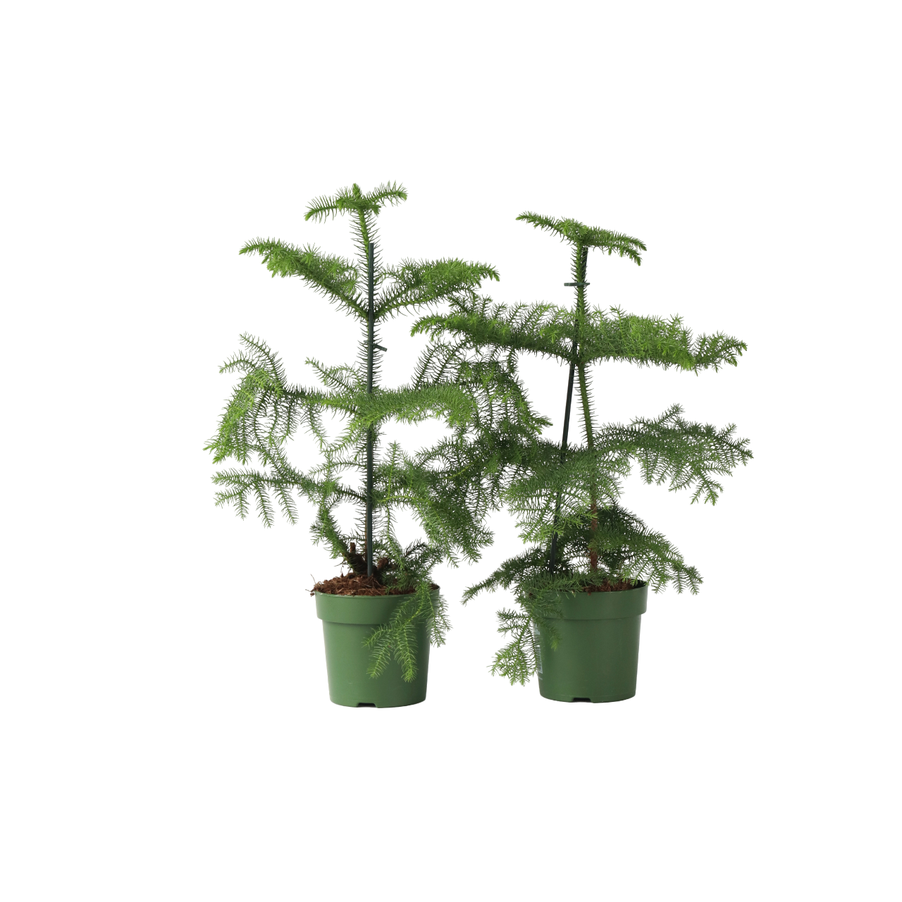 Pin de Norfolk - 2 buc - Araucaria heterophylla - Înălţime 45-55cm - ⌀14cm