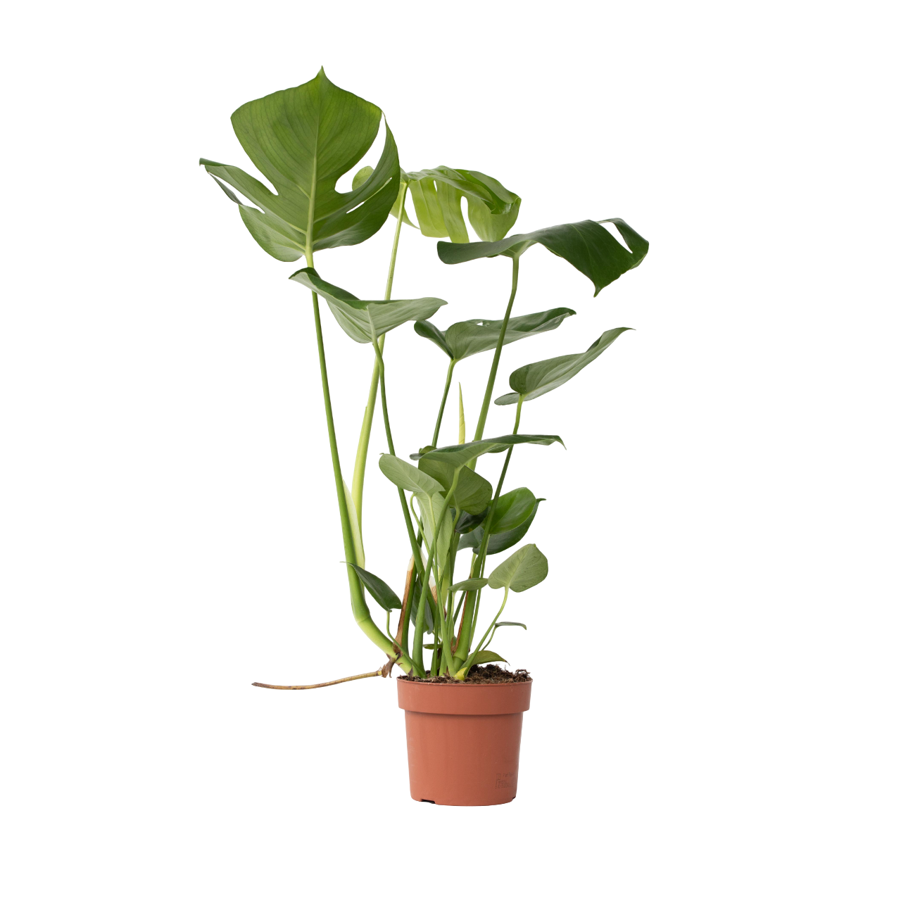 Philodendron cu frunza ruptă - Monstera deliciosa - Înălţime 50-60cm - ⌀17cm