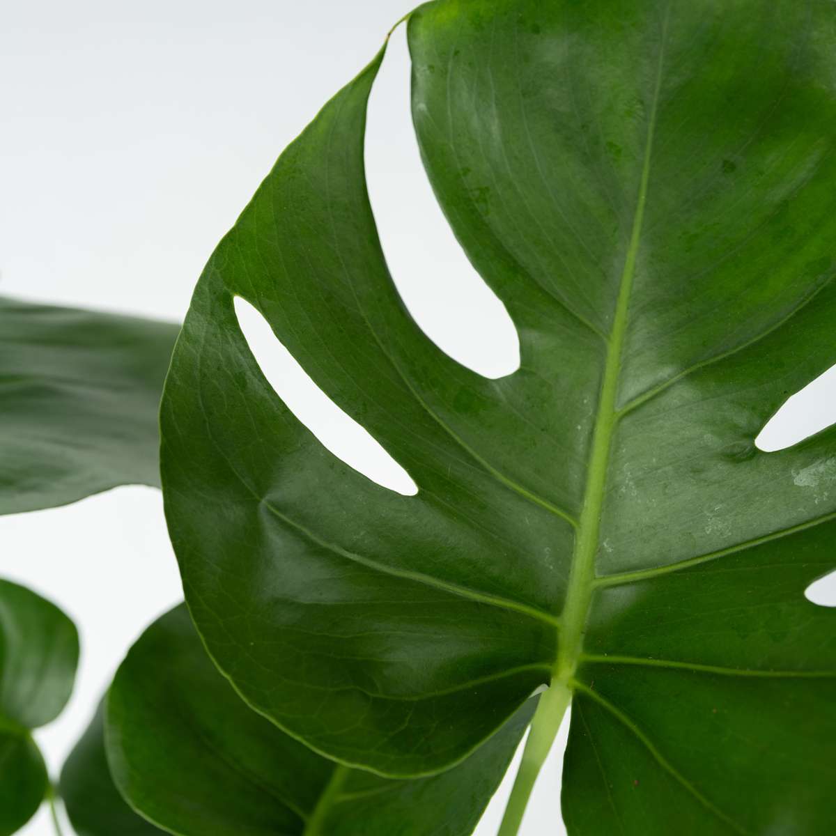 Philodendron cu frunza ruptă - 2 buc - Monstera deliciosa - În. 50-60cm - ⌀17cm