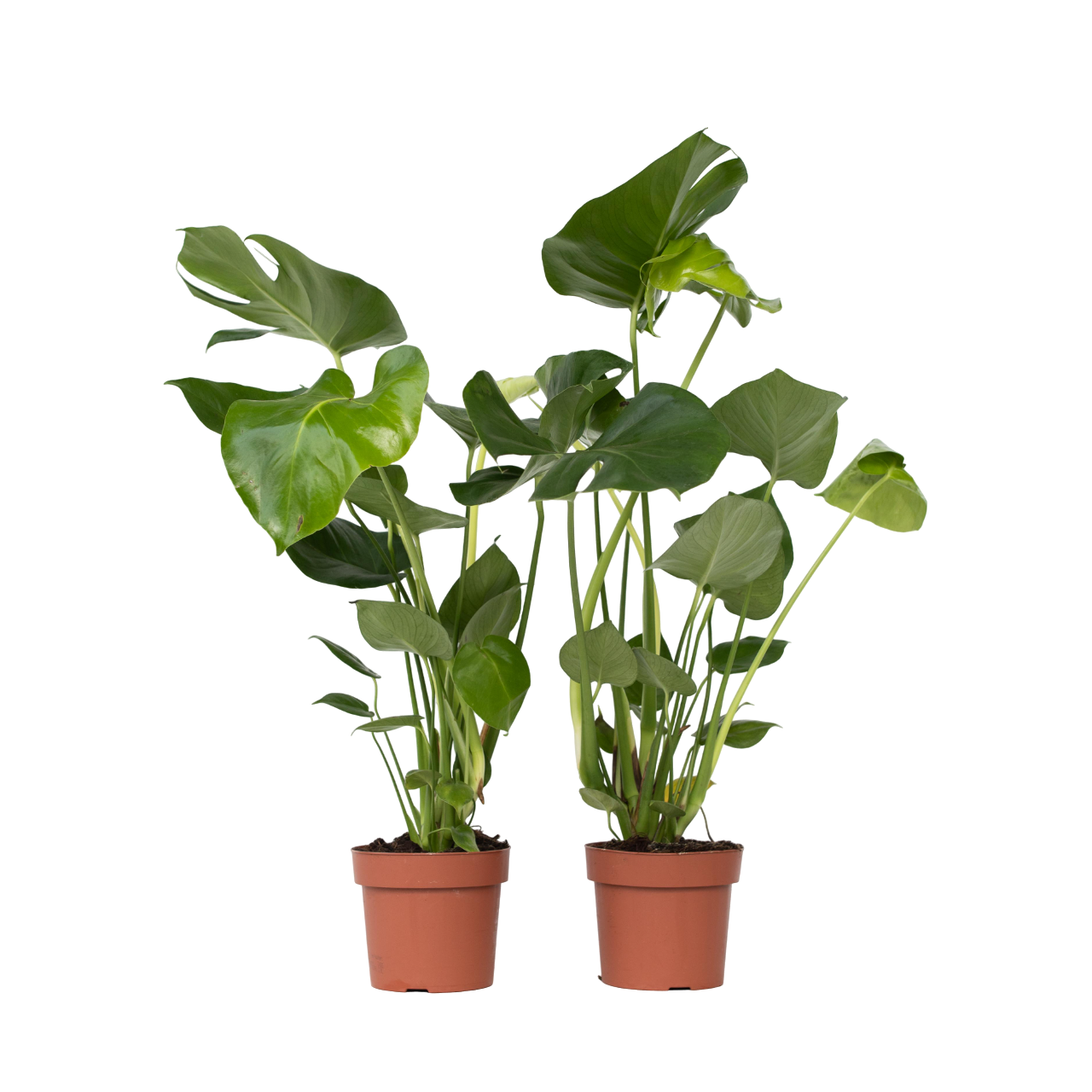Philodendron cu frunza ruptă - 2 buc - Monstera deliciosa - În. 50-60cm - ⌀17cm