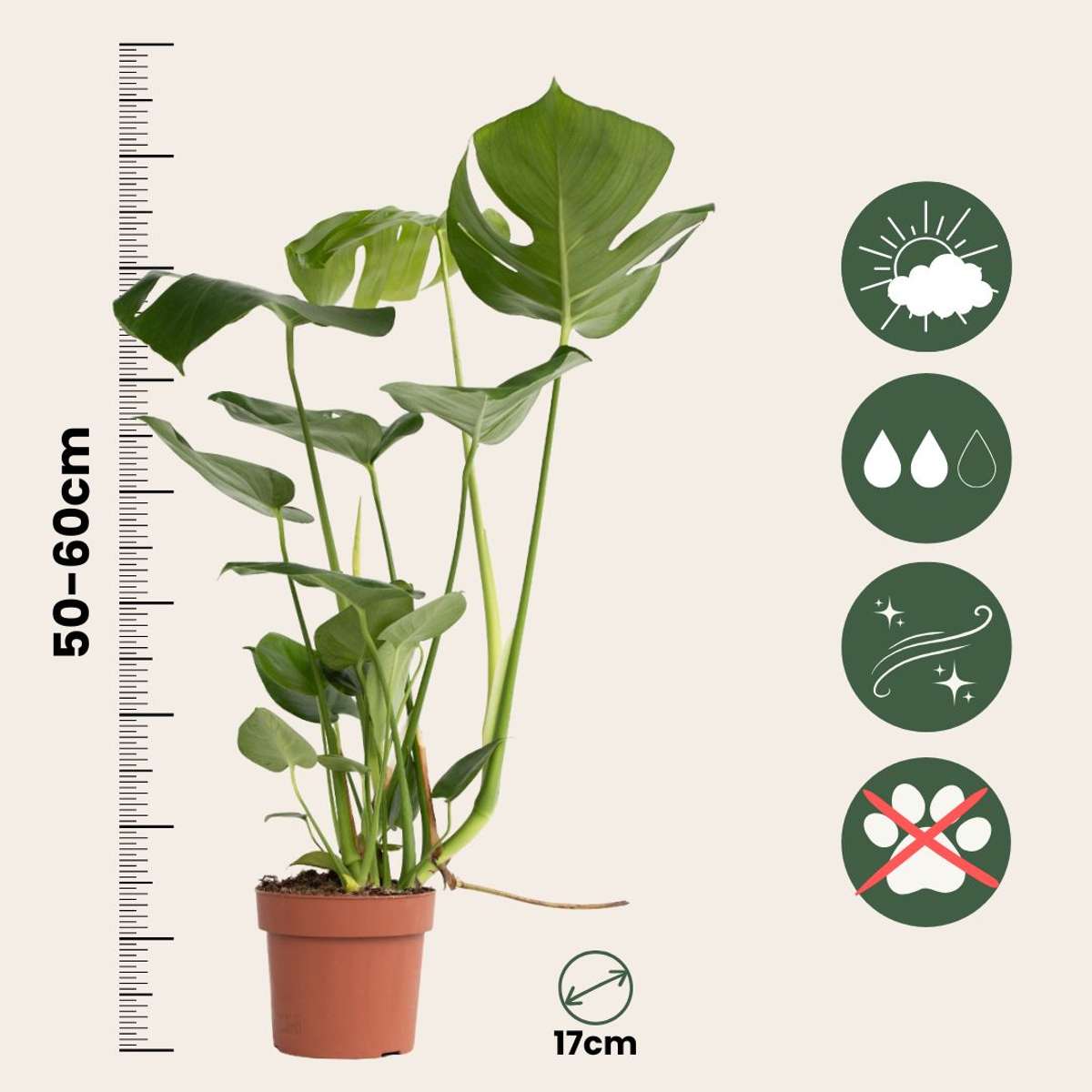 Philodendron cu frunza ruptă - 2 buc - Monstera deliciosa - În. 50-60cm - ⌀17cm