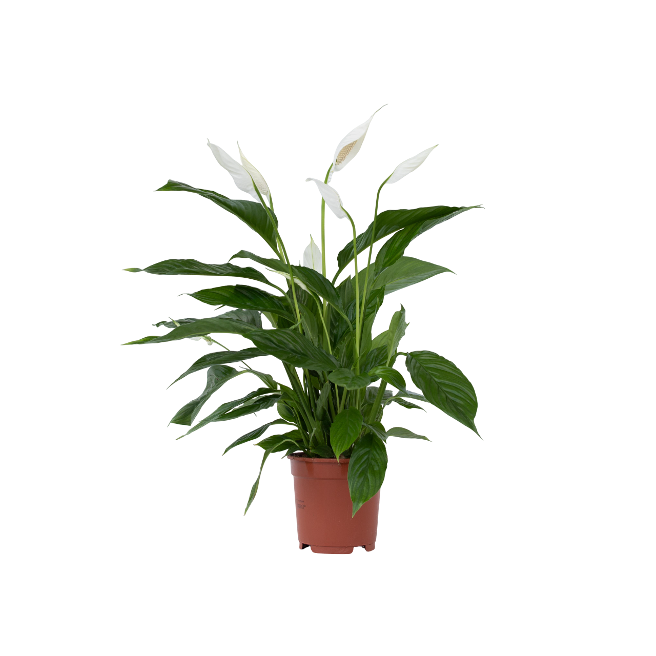 Floarea păcii - Spathiphyllum 'Lima' - Înălţime 60-75cm - ⌀17cm
