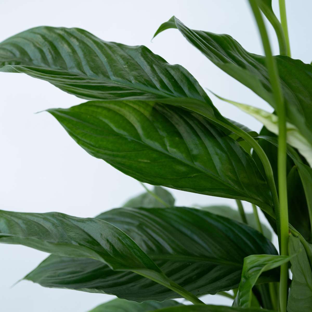 Floarea păcii - 2 buc - Spathiphyllum 'Lima' - Înălţime 60-75cm - ⌀17cm