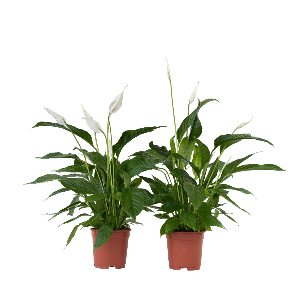 Floarea păcii - 2 buc - Spathiphyllum 'Lima' - Înălţime 60-75cm - ⌀17cm