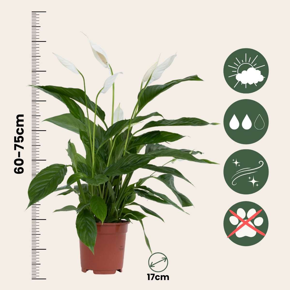 Floarea păcii - 2 buc - Spathiphyllum 'Lima' - Înălţime 60-75cm - ⌀17cm