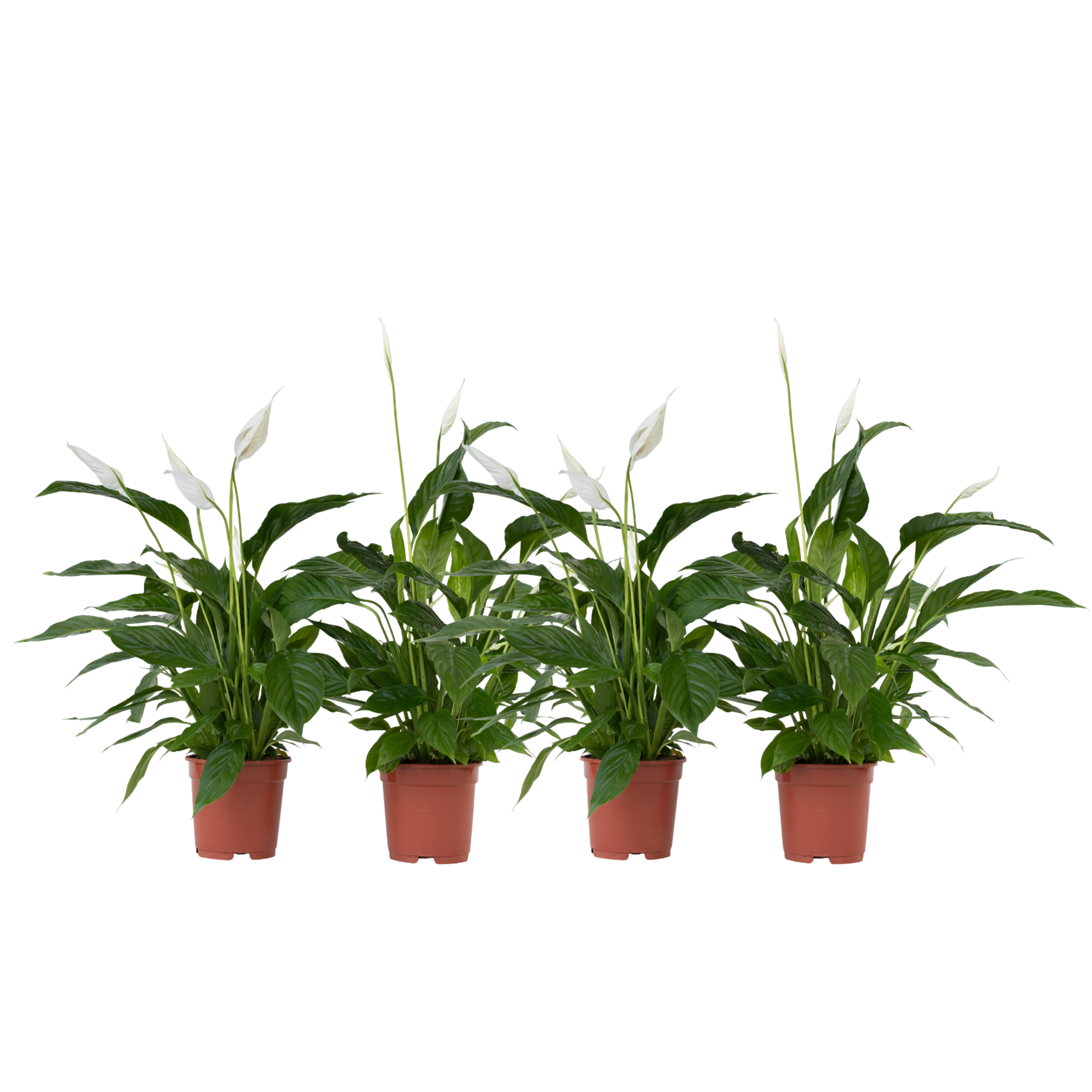 Floarea păcii - 4 buc - Spathiphyllum 'Lima' - Înălţime 60-75cm - ⌀12cm
